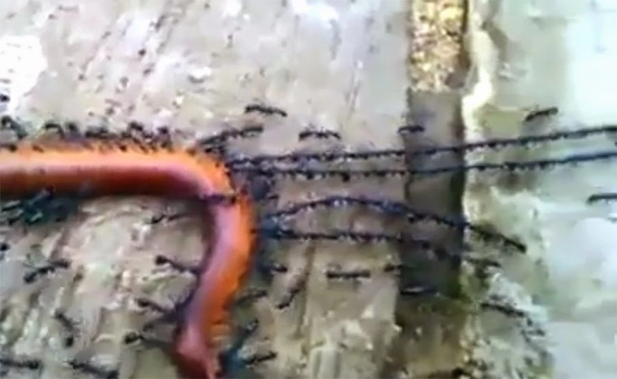 Εκπληκτικό βίντεο: Με τη συλλογικότητα και την ομαδική προσπάθεια όλα είναι πιθανά